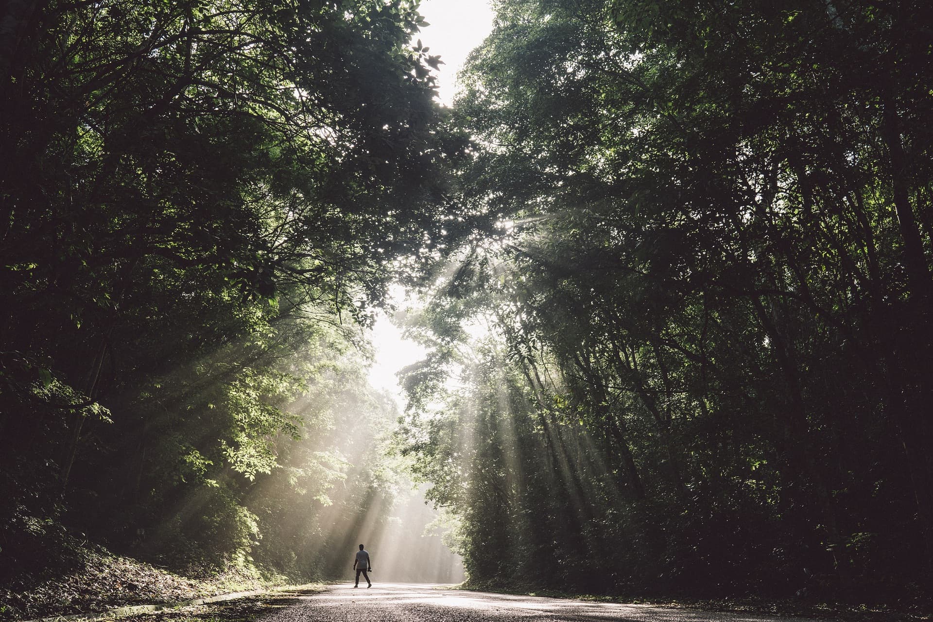 Sun rays streaming through Guatemala jungle canopy